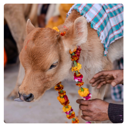 cow- india